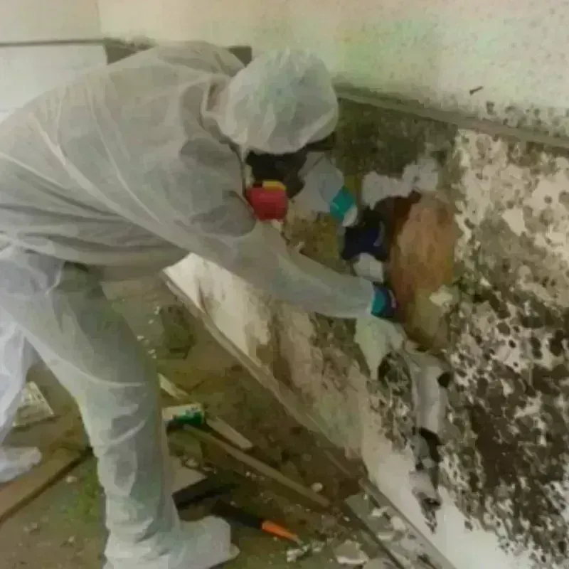 Mold Remediation and Removal in Ravenna, MI